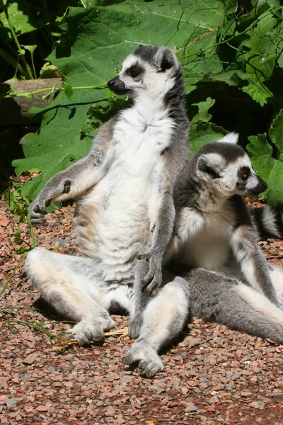 Hayvanat Bahçesindeki Şirin Lemur — Stok fotoğraf