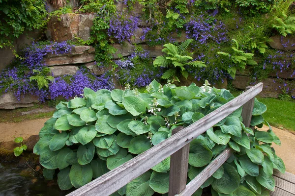 Beau Jardin Été — Photo