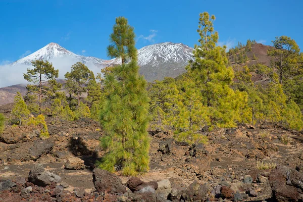 Hermosa Escena Natural Con Montañas Nevadas —  Fotos de Stock