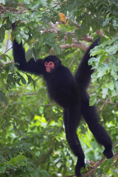 Macaco Aranha Cara Vermelha Ateles Paniscuscaught Habitat Natural — Fotografia de Stock