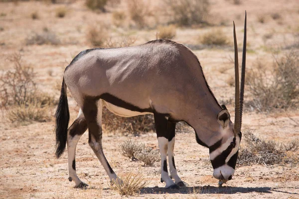 カラハリ砂漠の乾燥した草からのジェムズボクまたは南アフリカのオリックス オリキシーガゼラ 歩行や放牧の群れ — ストック写真