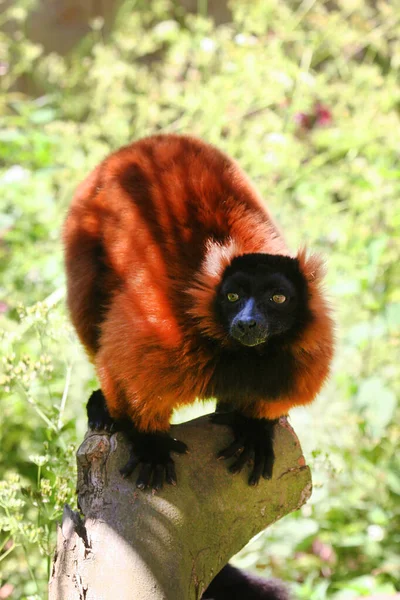 Close Bonito Vermelho Ruffed Lemur Varecia Rubra — Fotografia de Stock