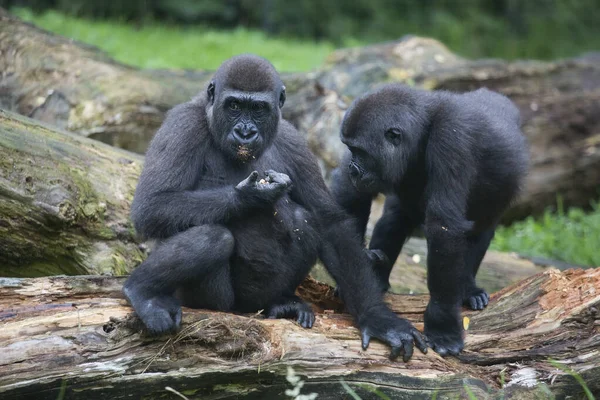 Gorilla Djurparken Naturlig Livsmiljö — Stockfoto