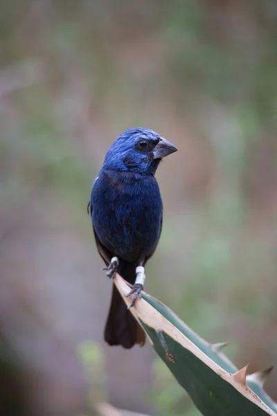 Bel Oiseau Bleu Perché Sur Une Feuille — Photo