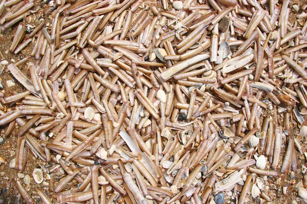 Kumsalda ensis yığını