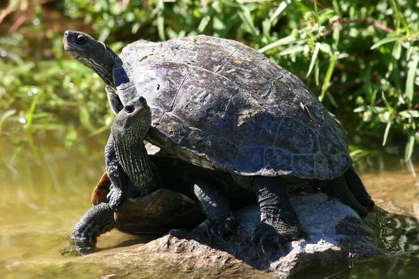 Closeup View Cute Turtles — Stock Photo, Image