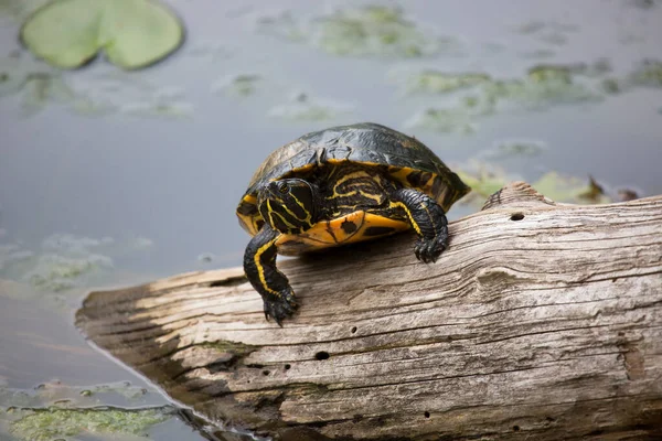 Tortuga Agua —  Fotos de Stock