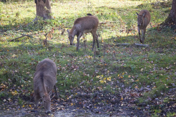 Ormandaki genç kahverengi saçlı geyikler.