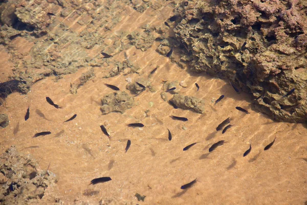 Sable Mer Avec Grandes Pierres Des Poissons — Photo