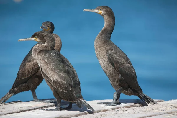 Cape Cormorans Oiseaux Avec Eau Bleue Sur Fond — Photo