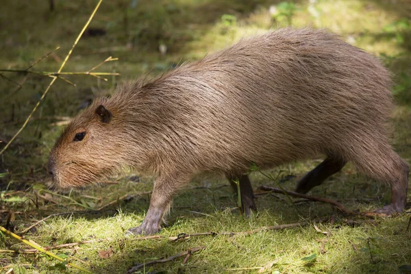 Capybara Hydrochoerus Hydrochaeris Viloperiod — Stockfoto