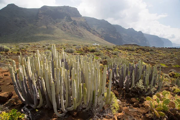 Kaktüslü volkan vadisi manzarası
