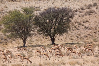 Springfield, Antidorcas Marsupialis, çölün kuru otlaklarında yürüyor ve otluyor.