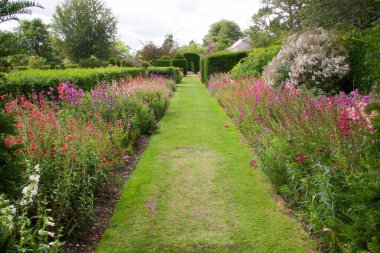 Yaz bahçesinde çiçek açan güzel çiçekler