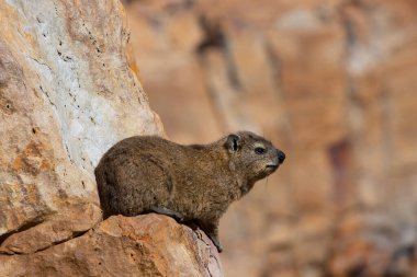 Şirin kahverengi bir kuokka.