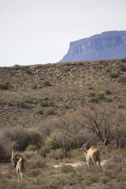 Büyük Kudu, yayılım gösterir: strepsiceros