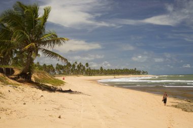 Güzel tropikal sahil manzarası