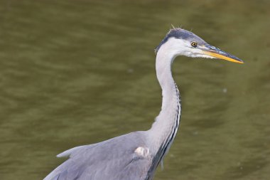 Suda beyaz balıkçıl