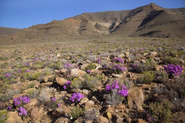 Çiçekler ve bitkilerle dolu güzel bir manzara. 