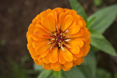 Güzel bir portakal çiçeğine yaklaş.