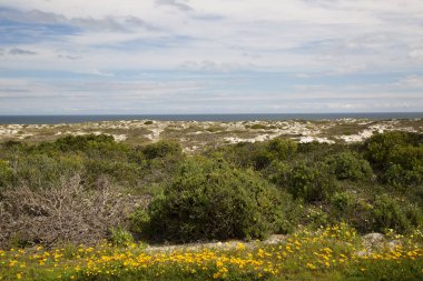 Deniz kıyısının güzel manzarası 