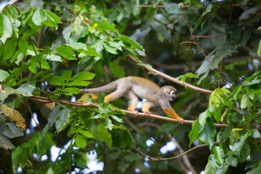Ormandaki maymun, doğal yaşam alanı 
