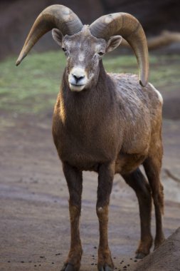 Güzel kırmızı kuyruklu keçiye yaklaş.