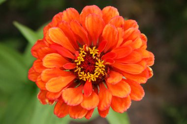 tek bir ortak zinya ya da zarif zinya, turuncu renk