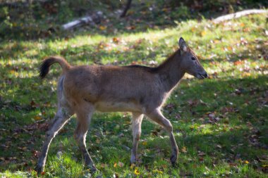 Ormanda genç bir geyik