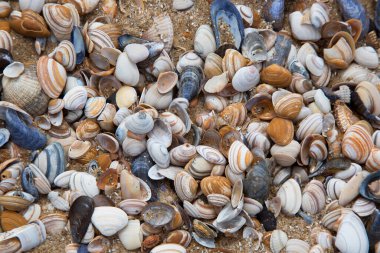Kumsalda deniz kabukları