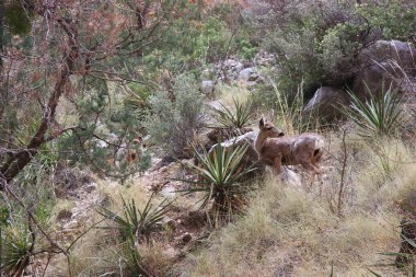 Ormanda iki genç geyik