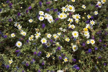 Açan yabani çiçeklerin yakın plan çekimi