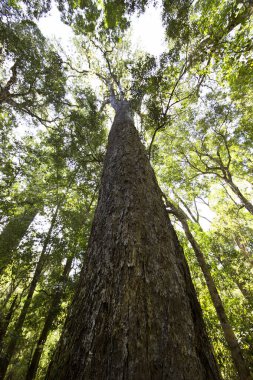 Ormandaki yeşil ağaç