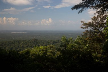 Yüksek tropikal orman manzarası