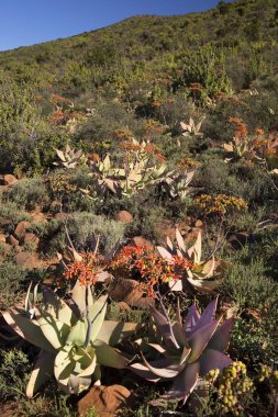 Gün batımı geniş dağ manzarasında aşınmış kayalar çiçek açan lezzetli önlüklerle kaplıdır.