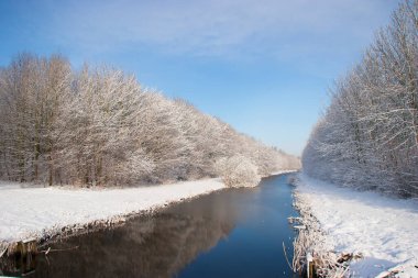 Donmuş orman ağaçlarıyla güzel bir manzara. 