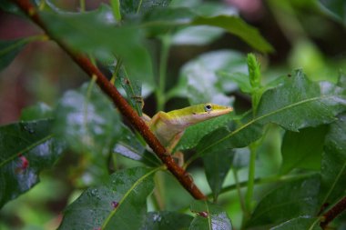 Bir daldaki yeşil kertenkelenin yakın plan fotoğrafı.