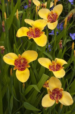 Bahçedeki güzel çiçekler