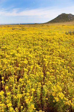 Sarı çiçekler tarlada
