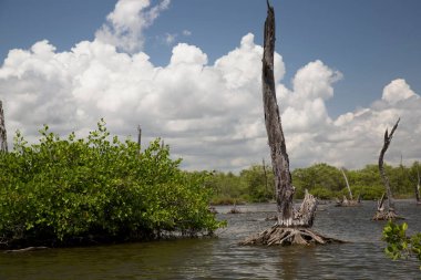 Alçakta uzanan orman, ölü ağaçlar ve kütüklerle sonuçlanır.