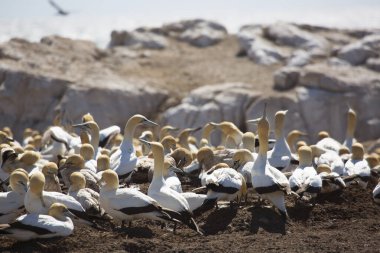 Sahildeki doğal yaşam alanındaki deniz kuşları sürüsü.