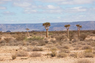 Titrek ağaçlar veya Kokerboom ormanı, Aloidendron ikilemi, Karoo bölgesinin tipik ıssız kayalık çöl manzarası ve Nothe Cape