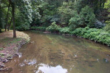 Ormandaki nehrin güzel manzarası