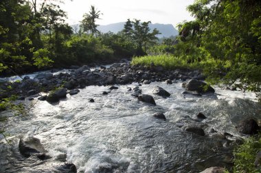 Yeşil orman sahnesinde akan kayalık nehir