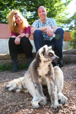 Bilinmeyen bir çift ormanda maymunlarla oynuyor.