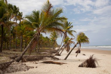 Palmiye ağaçları olan güzel tropikal plaj