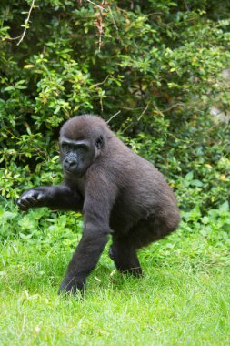 Batı ova gorili, açık ormanın yakınındaki çim tarlasında yürüyor.