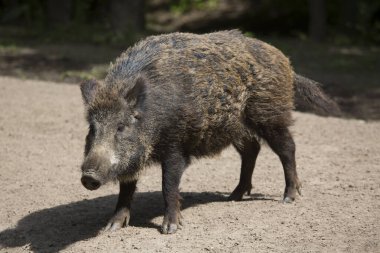 Yaban domuzu, yakın görüş.