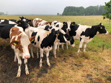 Siyah ve beyaz inekler bir çiftlikte, kırsal alanda.