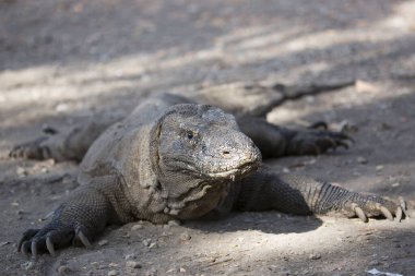 Komodo ejderhasının doğal ortamdaki yakın çekimi.
